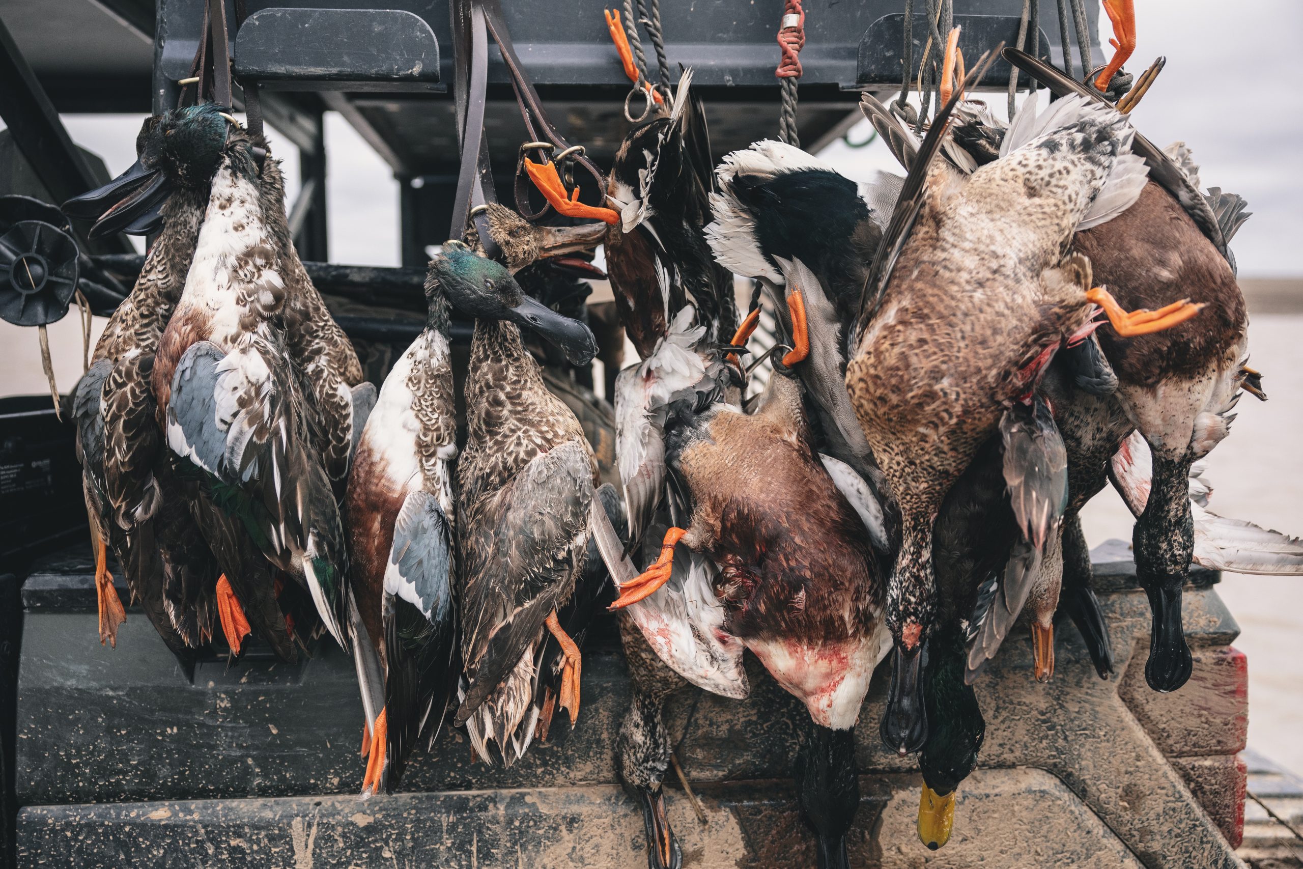 Arkansas Duck Hunting