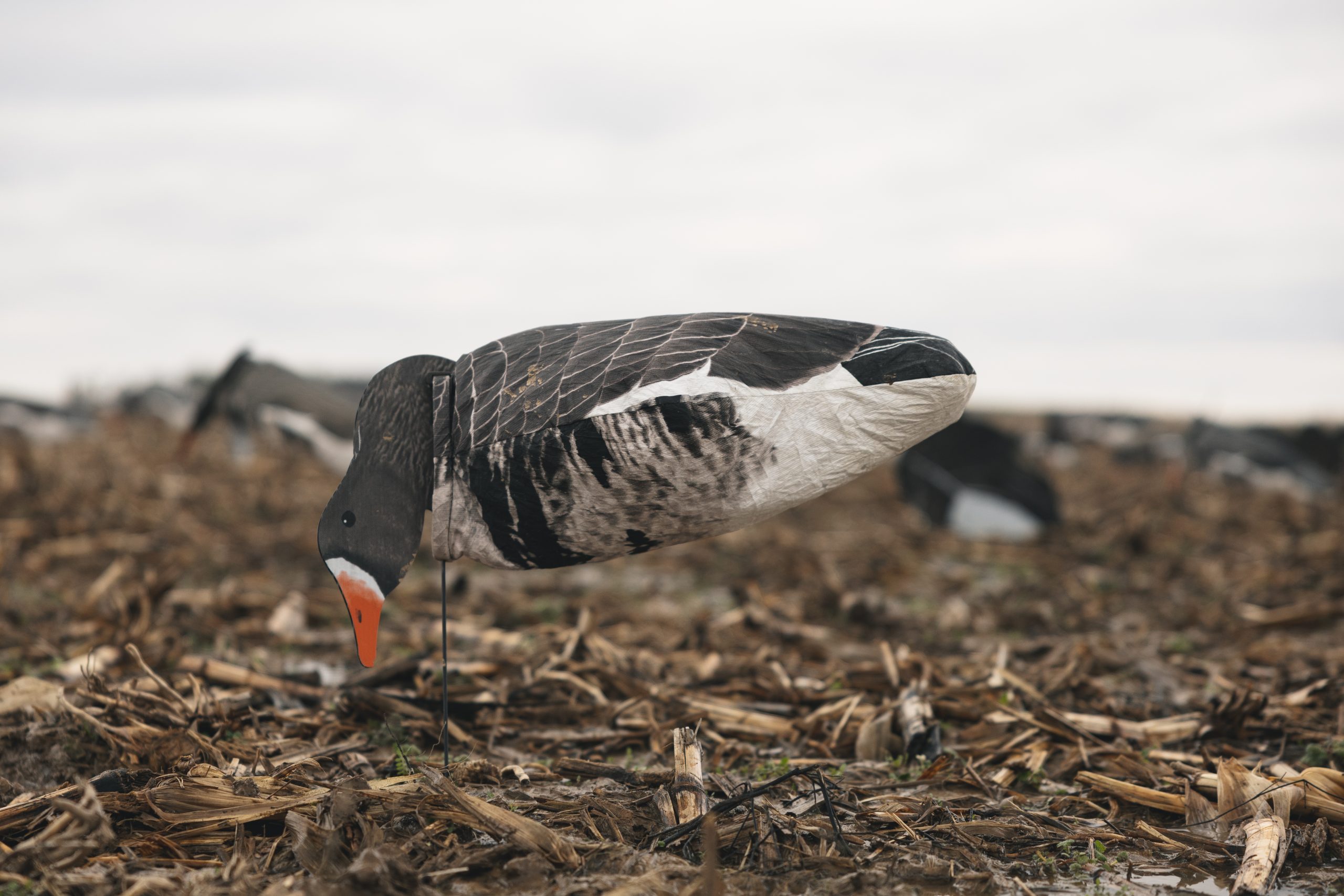 2W Outfitters Goose Hunting
