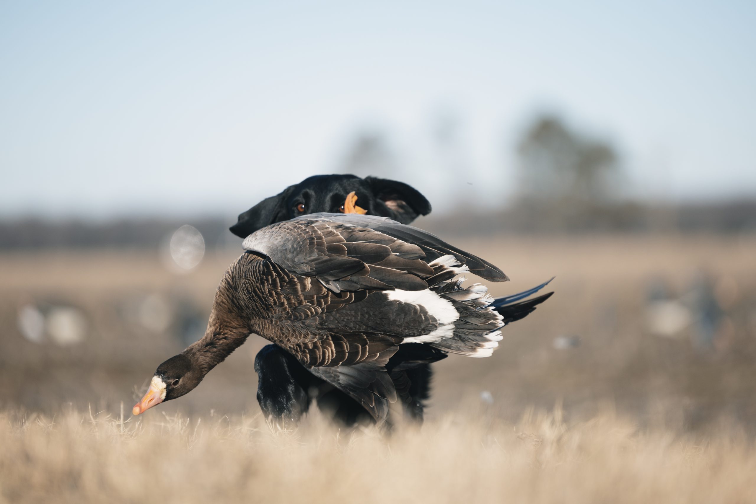 Goose Hunting